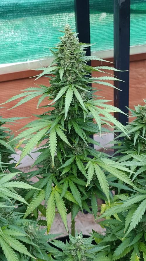 Permanent Marker XXL Auto. Week 13