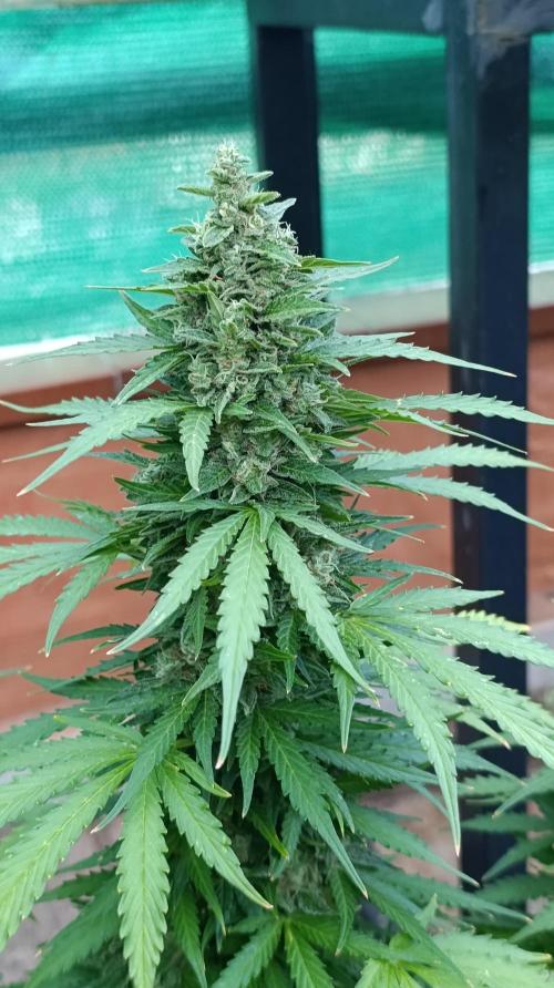 Permanent Marker XXL Auto. Week 13