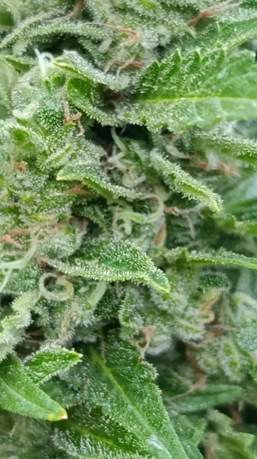 Permanent Marker XXL Auto. Week 13