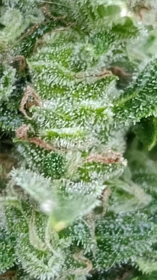 Permanent Marker XXL Auto. Week 13