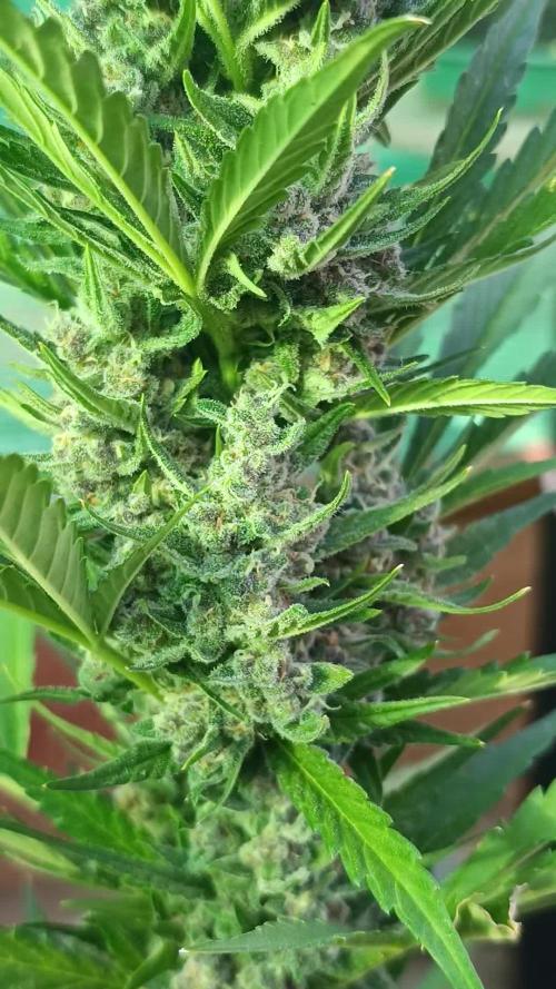 Strawberry Gorilla Rf3 Auto