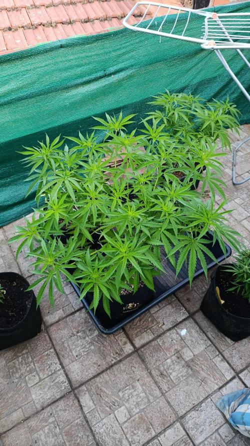 Gello Z & Xpertnutrients. Week 9