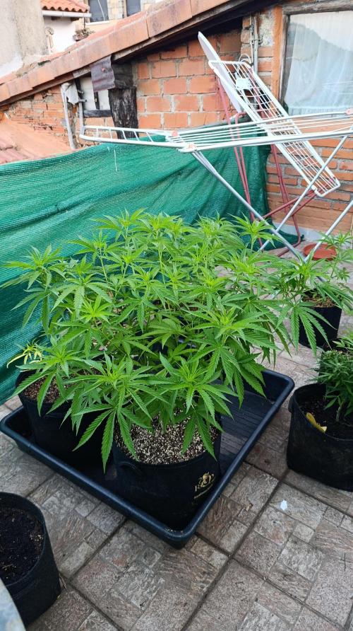Gello Z & Xpertnutrients. Week 9