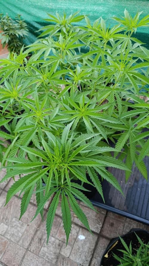 Gello Z & Xpertnutrients. Week 9