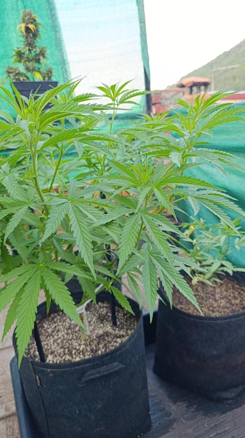Gello Z & Xpertnutrients. Week 9