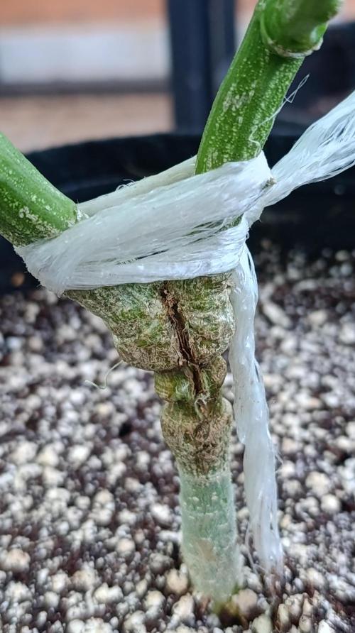 Gello Z & Xpertnutrients. Week 9