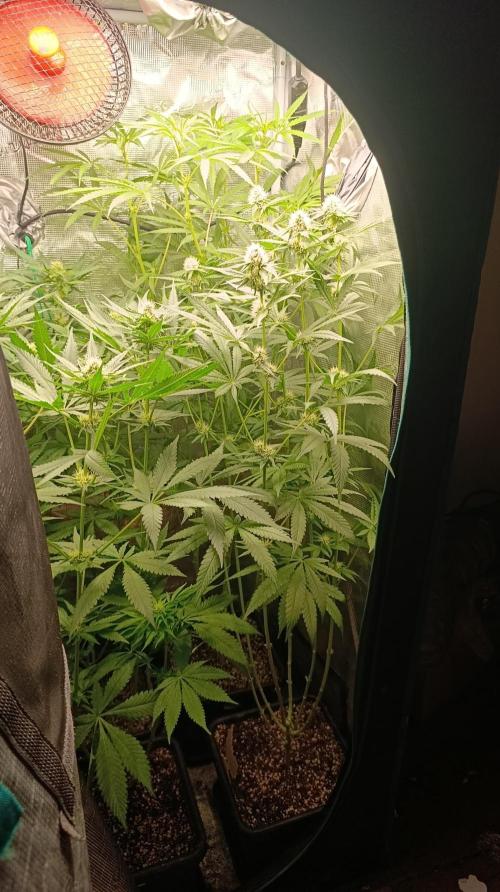 Lemon Parmesan. Week 9