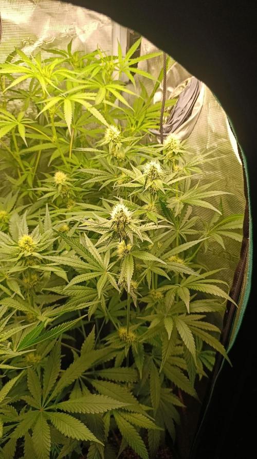 Lemon Parmesan. Week 9