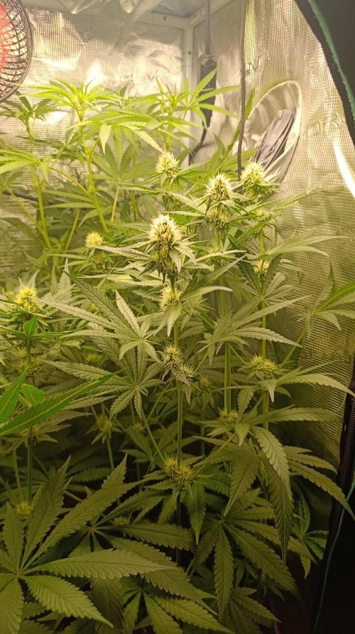 Lemon Parmesan. Week 9