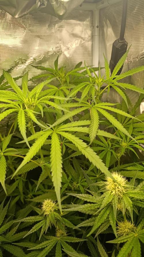 Lemon Parmesan. Week 9
