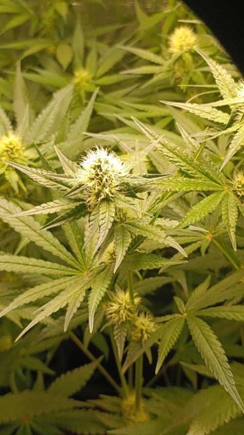 Lemon Parmesan. Week 9