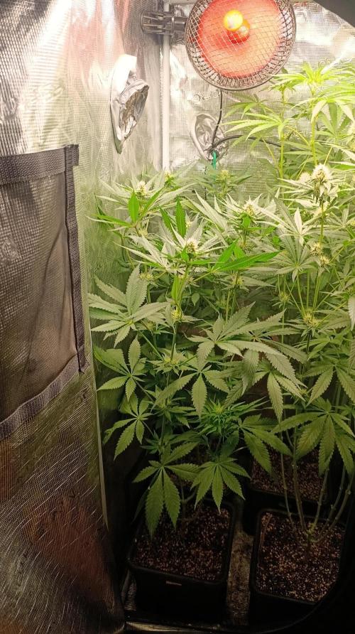Variegated Parmigiano. Week 9