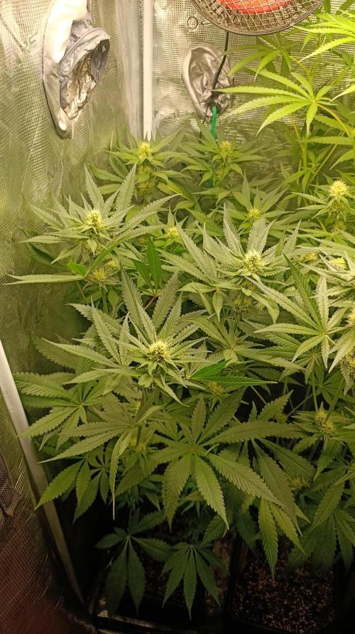 Variegated Parmigiano. Week 9