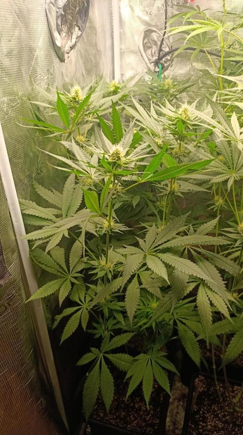 Variegated Parmigiano. Week 9