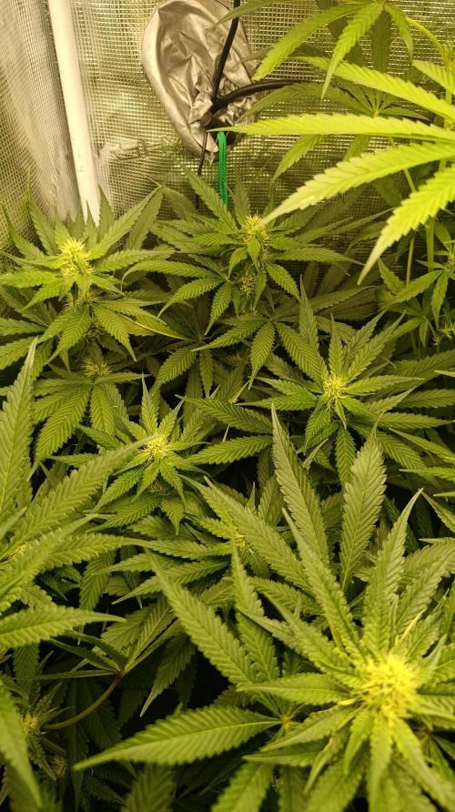 Variegated Parmigiano. Week 9