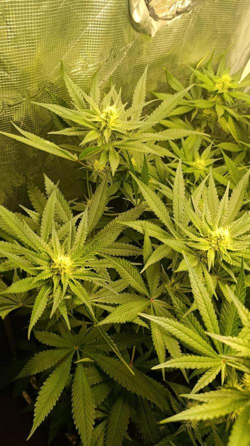 Variegated Parmigiano. Week 9