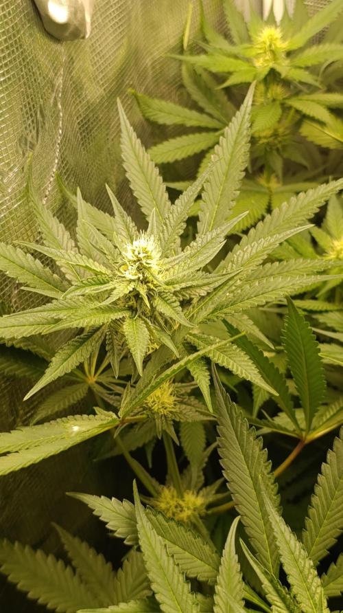 Variegated Parmigiano. Week 9