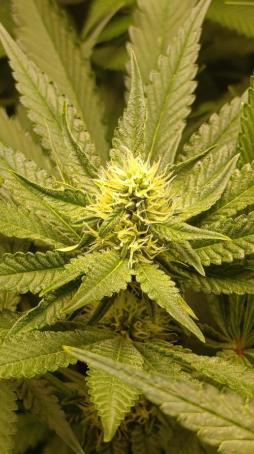 Variegated Parmigiano. Week 9