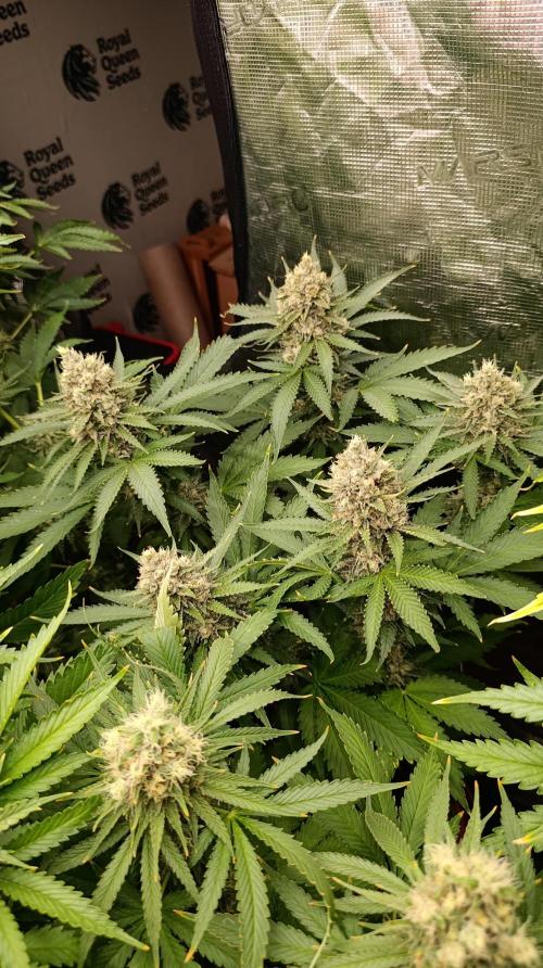 Pink Guava F1 FV. Week 14