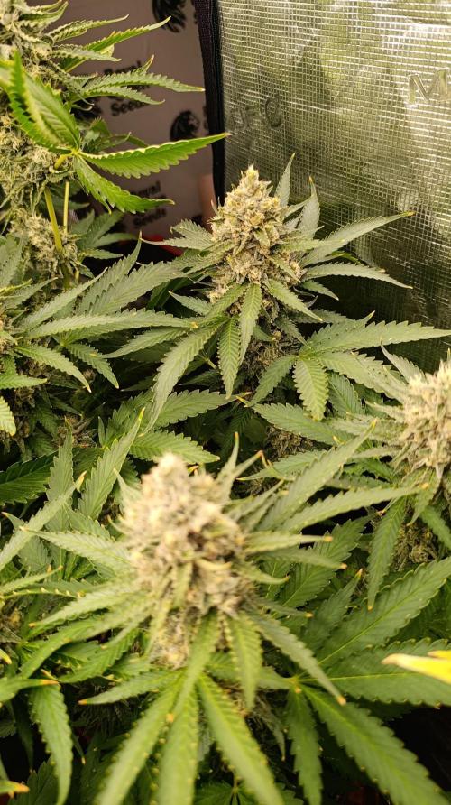 Pink Guava F1 FV. Week 14