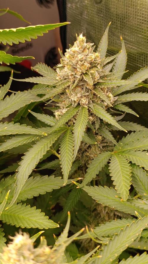 Pink Guava F1 FV. Week 14