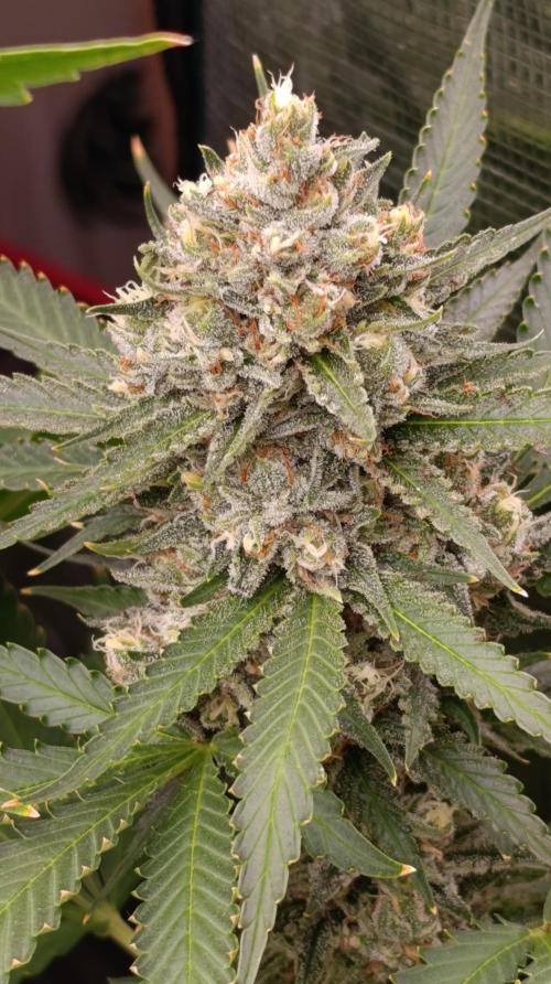 Pink Guava F1 FV. Week 14