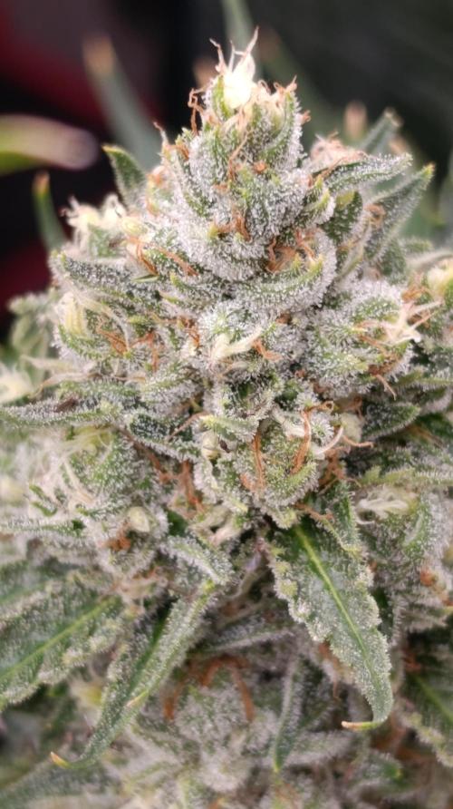 Pink Guava F1 FV. Week 14