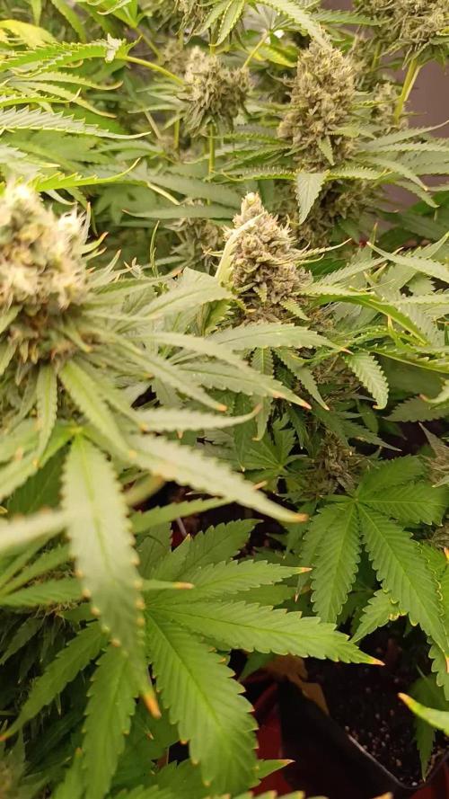 Pink Guava F1 FV