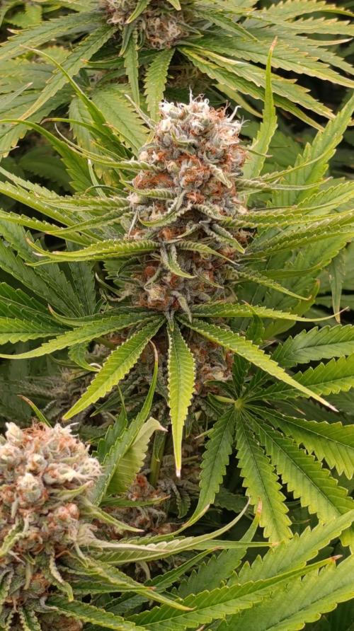 Gelonade. Week 14