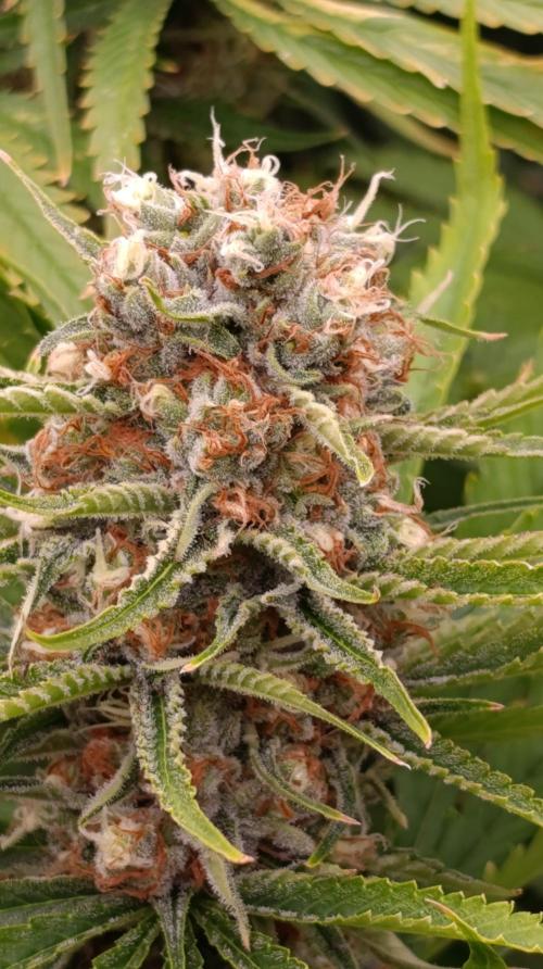 Gelonade. Week 14