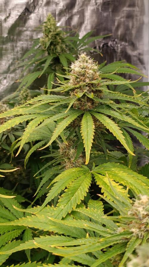 Gelonade. Week 14