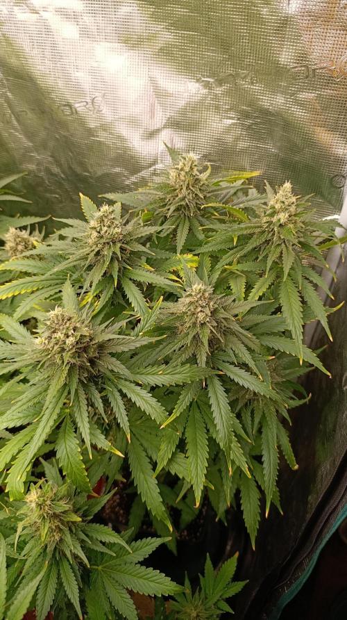 Super Lemon Cherry. Week 13