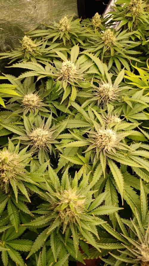 Super Lemon Cherry. Week 13