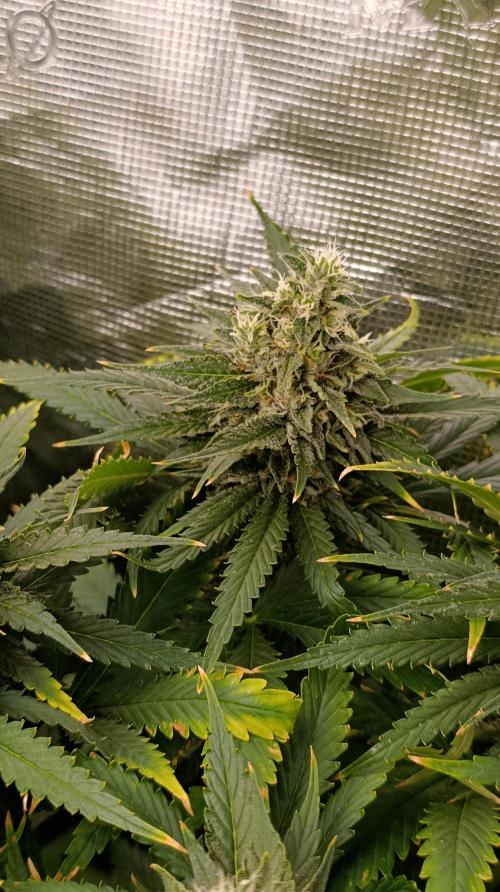 Super Lemon Cherry. Week 13