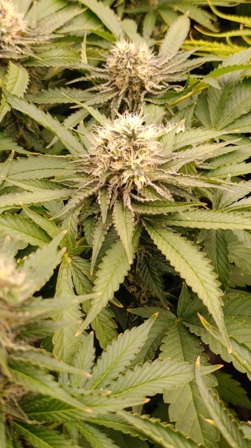 Super Lemon Cherry. Week 13