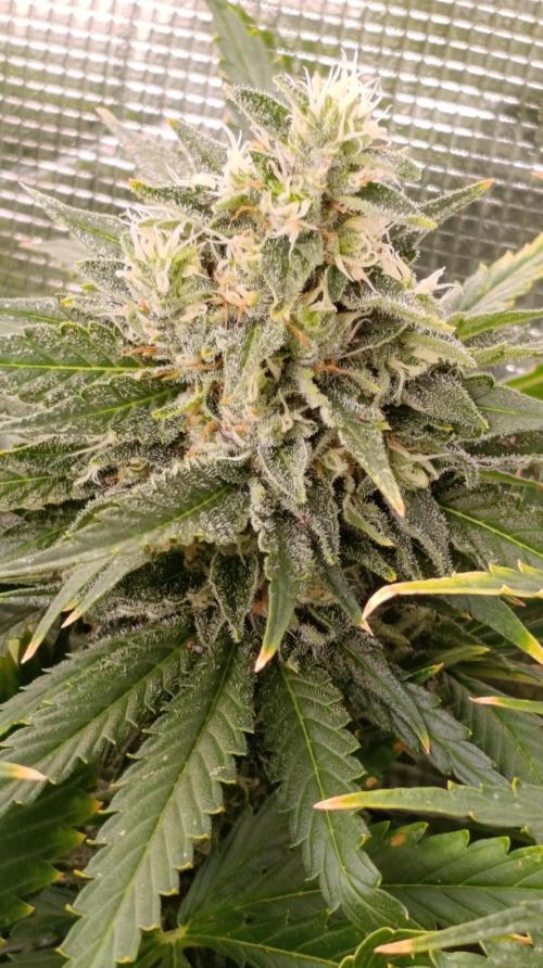 Super Lemon Cherry. Week 13