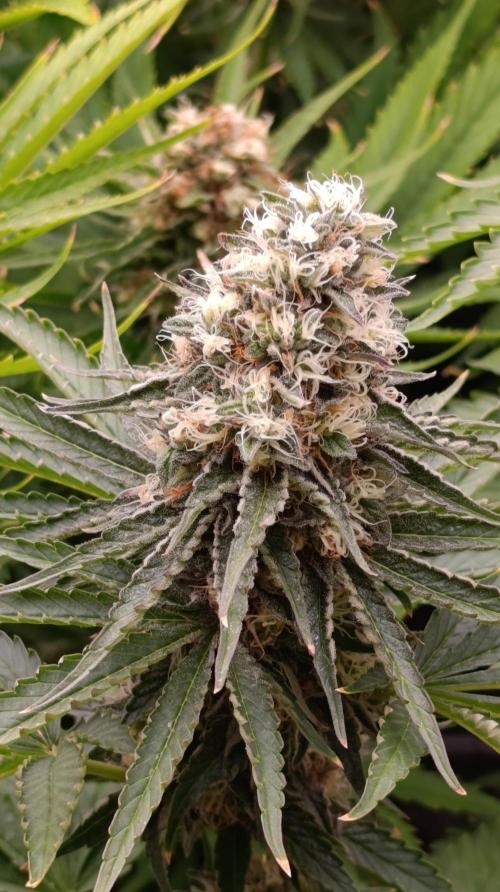 Super Lemon Cherry. Week 13