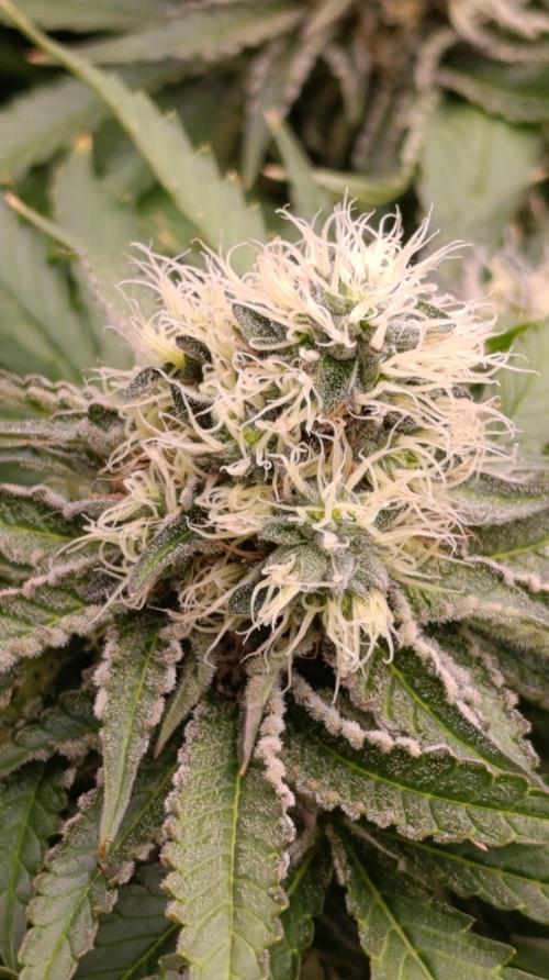 Super Lemon Cherry. Week 13