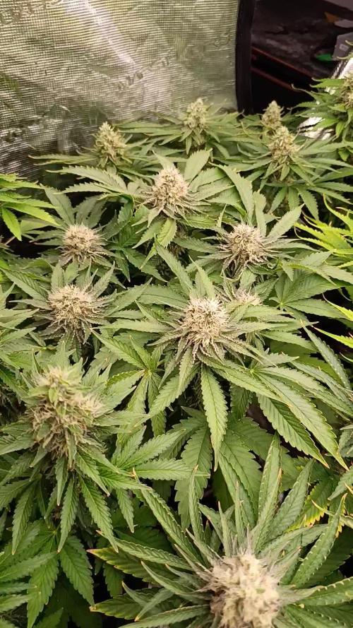 Super Lemon Cherry