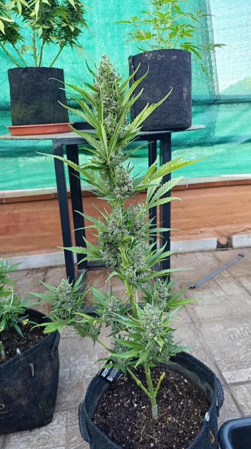 Strawberry Gorilla Rf3 Auto. Week 10