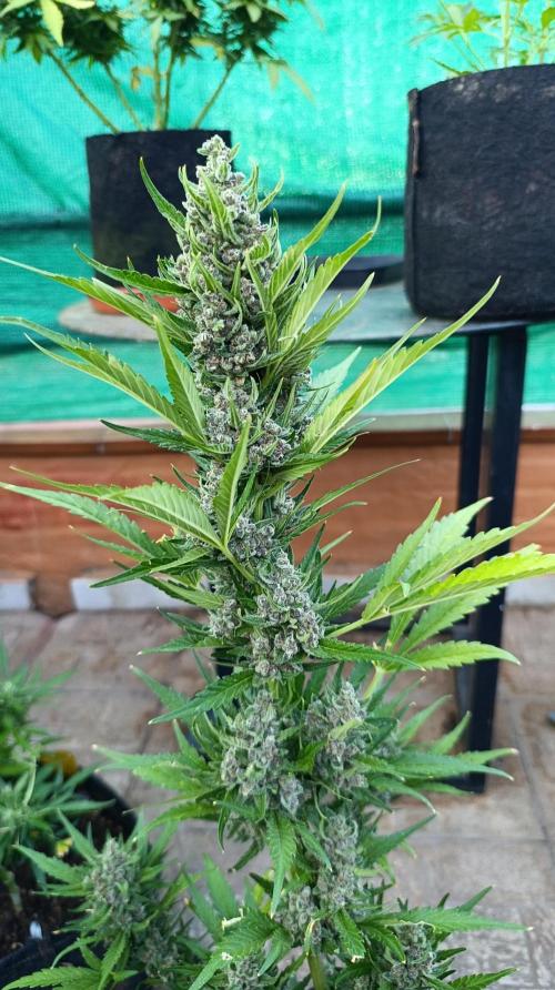 Strawberry Gorilla Rf3 Auto. Week 10