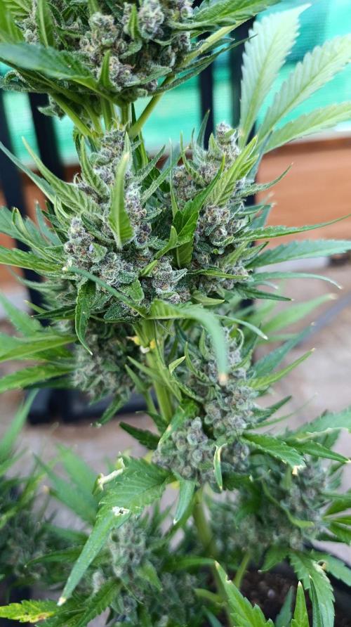 Strawberry Gorilla Rf3 Auto. Week 10