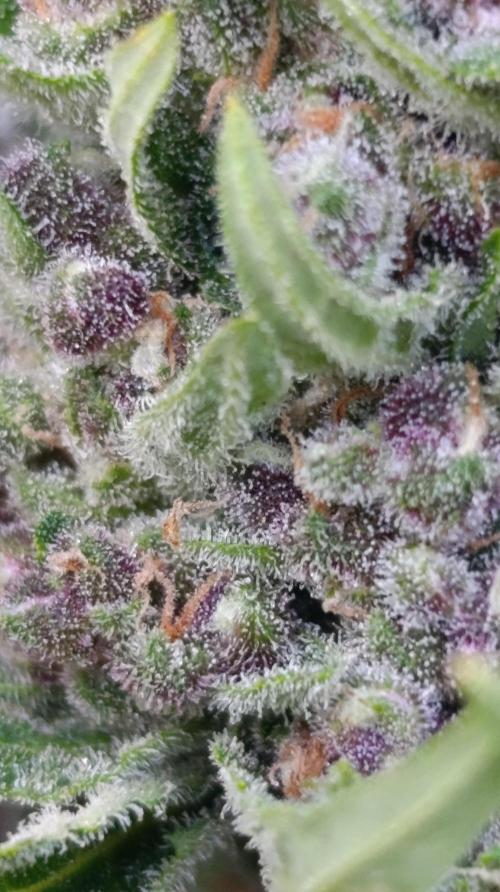 Strawberry Gorilla Rf3 Auto. Week 10