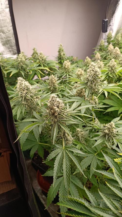 Triple Mints XXL. Week 14