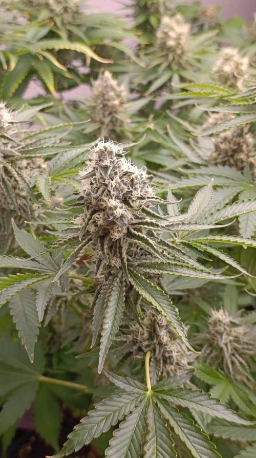 Triple Mints XXL. Week 14