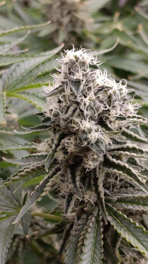 Triple Mints XXL. Week 14