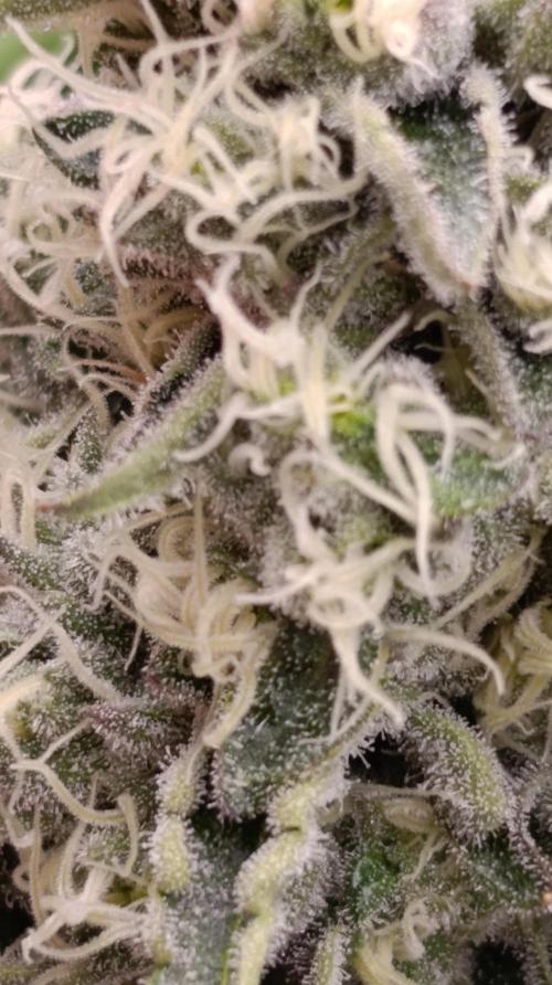 Triple Mints XXL. Week 14