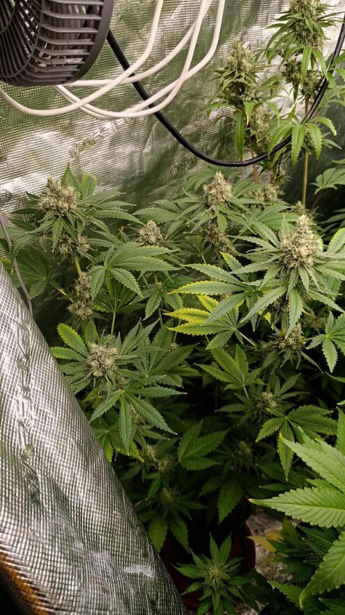 Astro Lemonade F1. Week 13