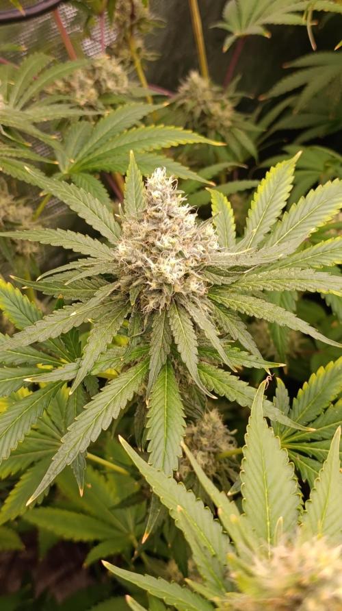 Astro Lemonade F1. Week 13
