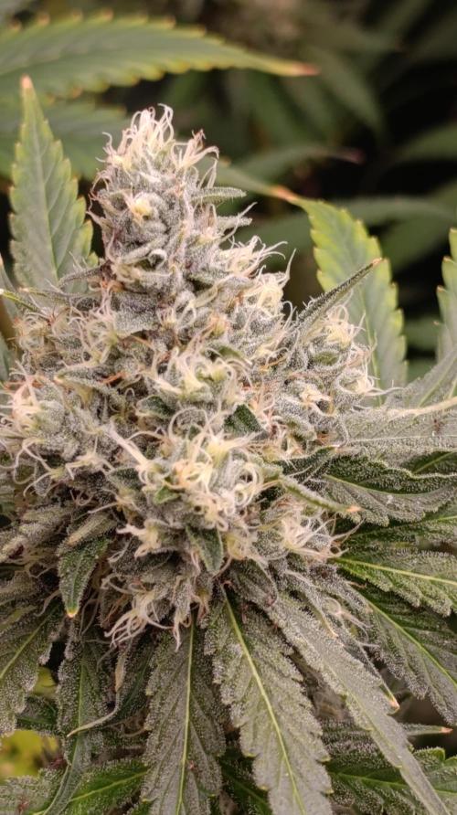Astro Lemonade F1. Week 13